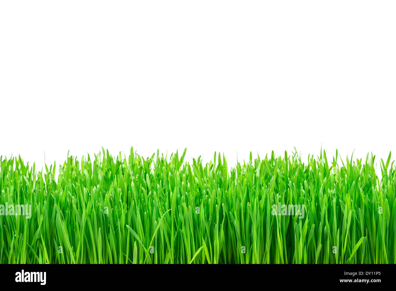 green grass isolated on white background Stock Photo - Alamy