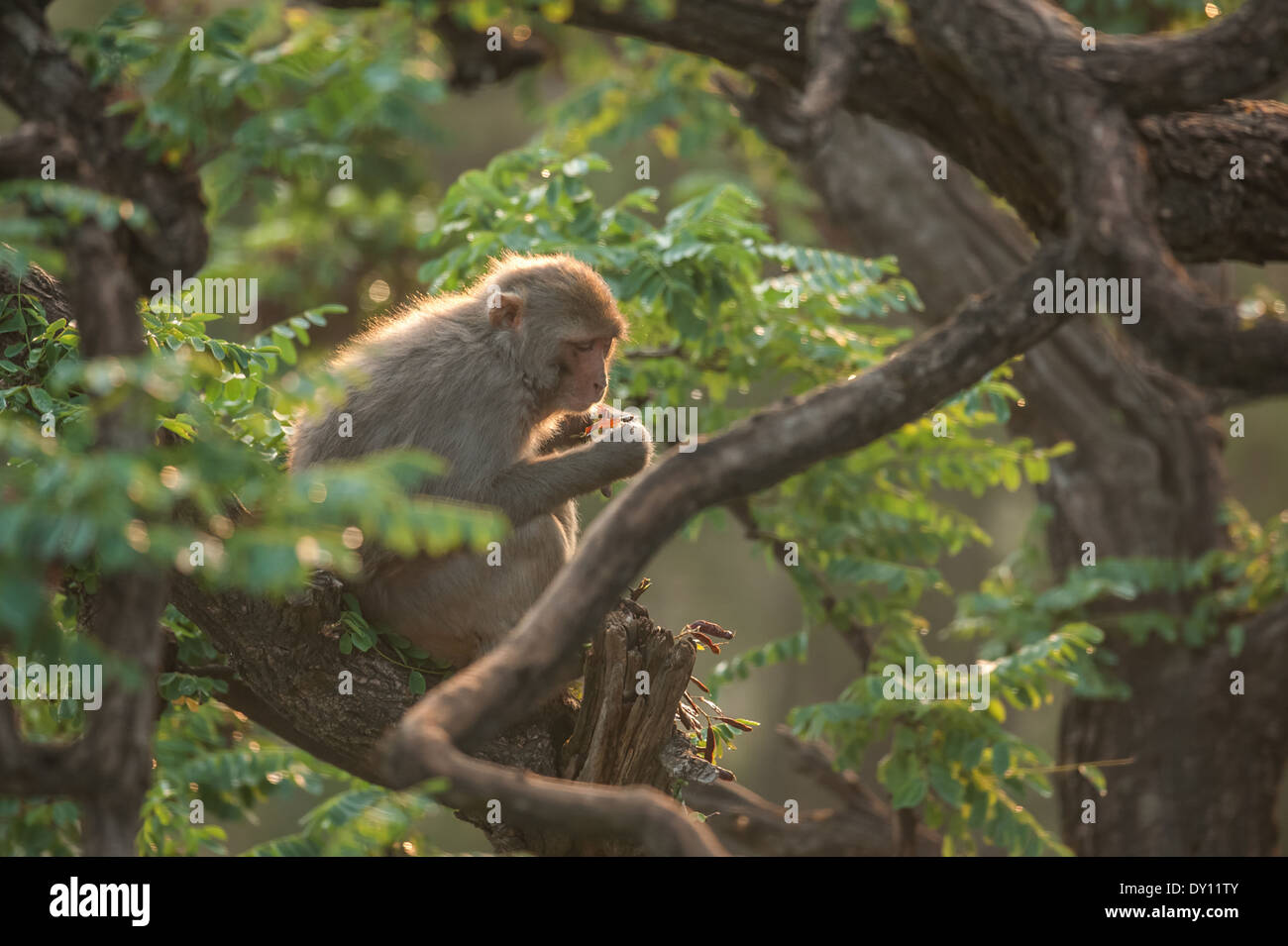 macaque in rainforest sitting on tree Stock Photo