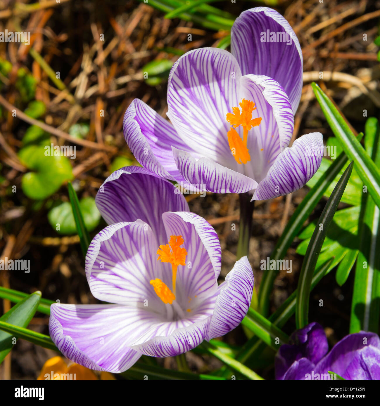 Crocus Flowers in Full Spring Bloom in a Cheshire Garden Alsager England United Kingdom UK Stock Photo