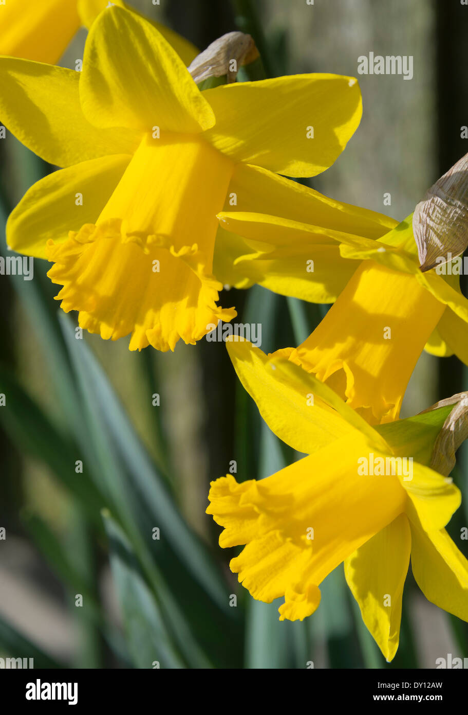 Daffodil Flowers in Full Spring Bloom in a Cheshire Garden Alsager