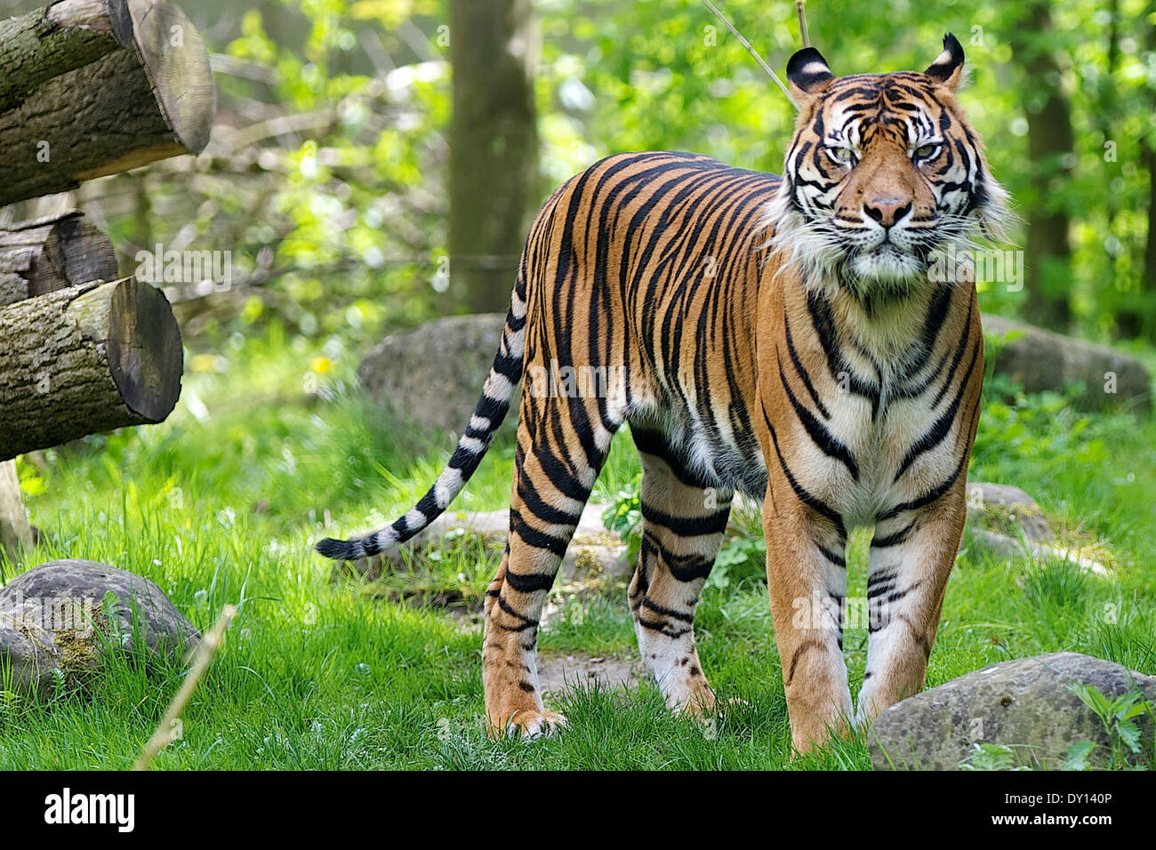 The Sumatran tiger , Sumatra-Tiger,Katze Predator Raubkatze Raubtier Sumatra-Tiger Tiger cat Stock Photo