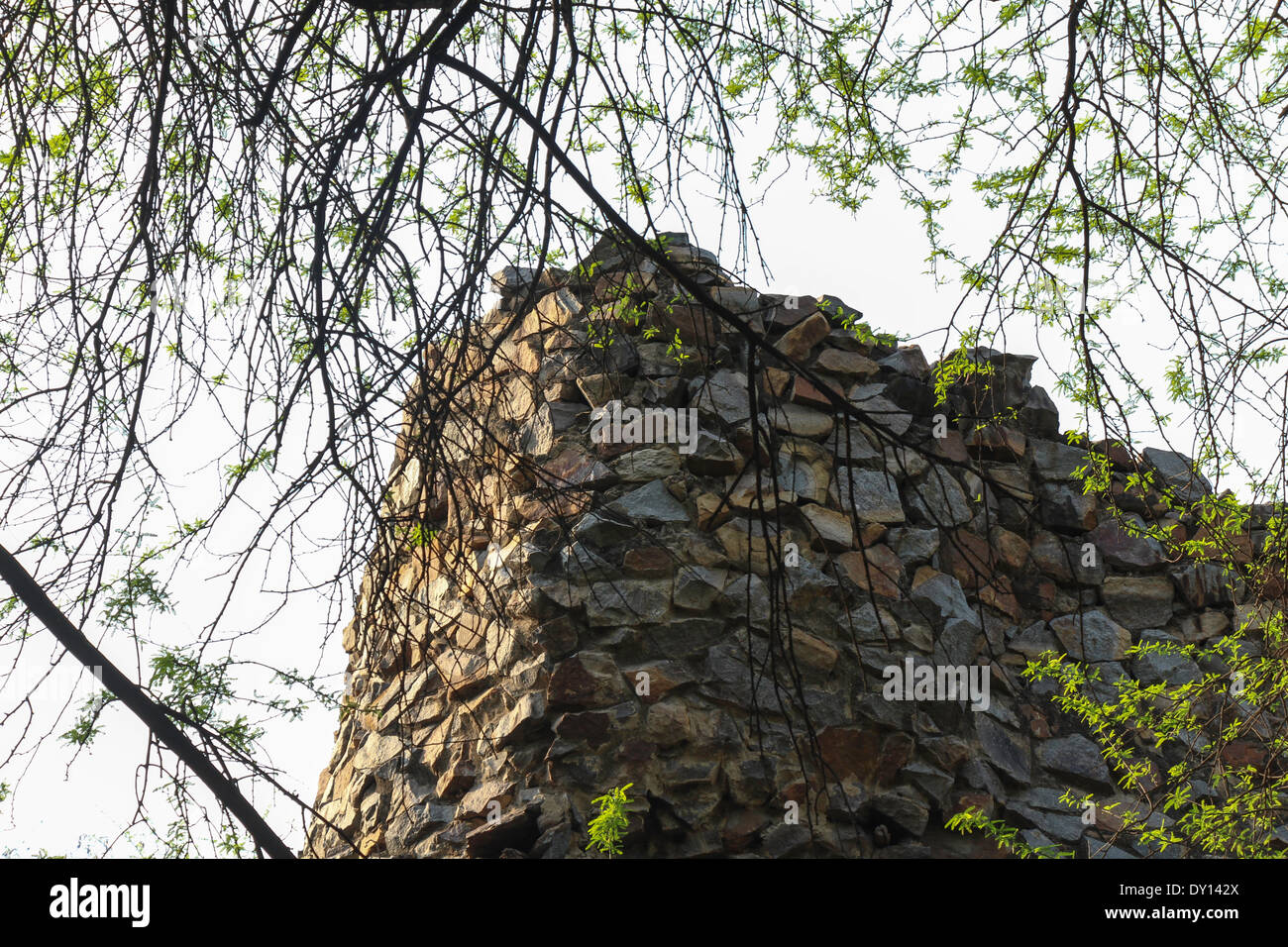 Old stone walls along with over-hanging tree branches in Delhi Zoo forming a beautiful structure, small branches Stock Photo