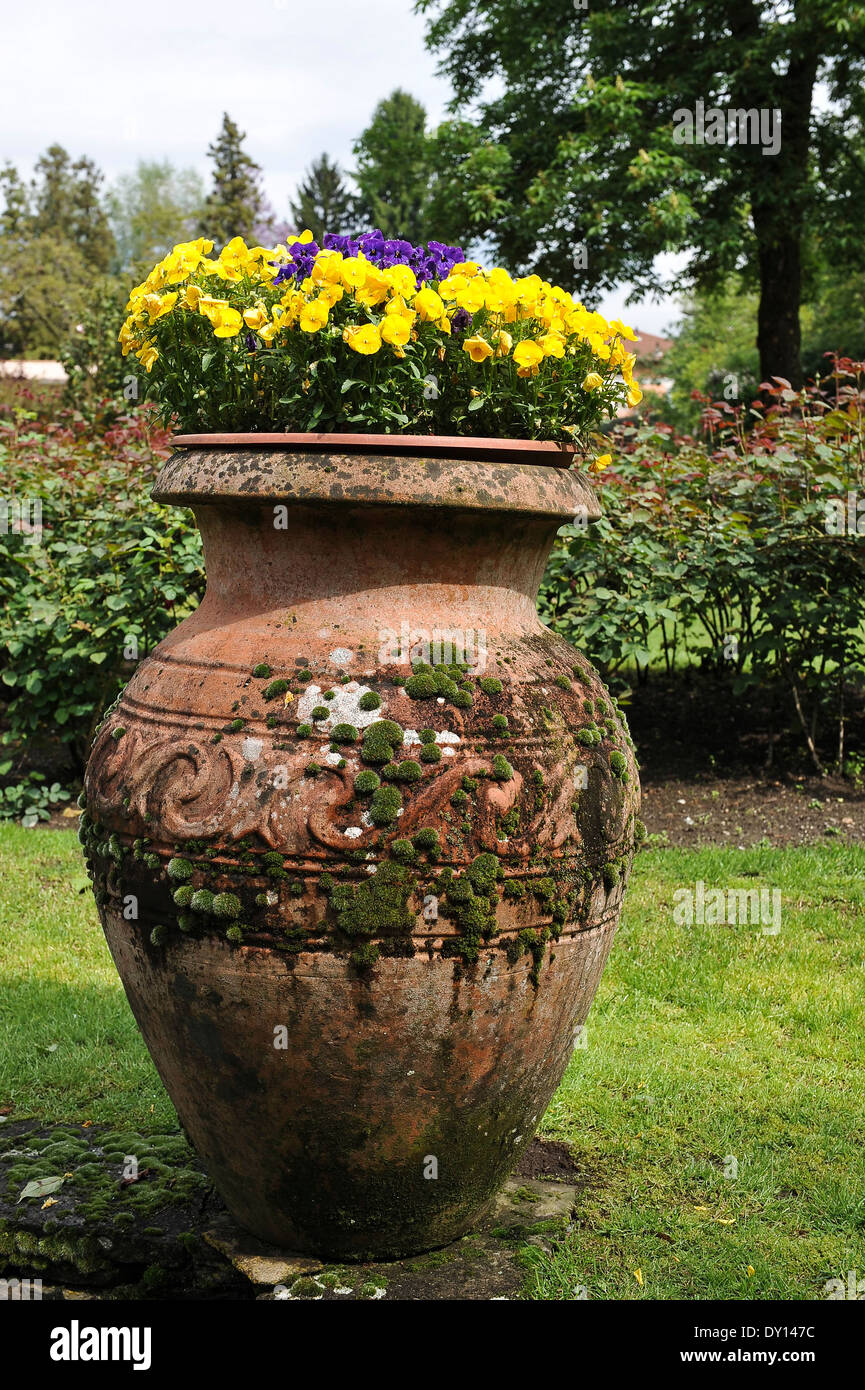Blumentopf, flower pot, Stiefmuetterchen,pansy Stock Photo