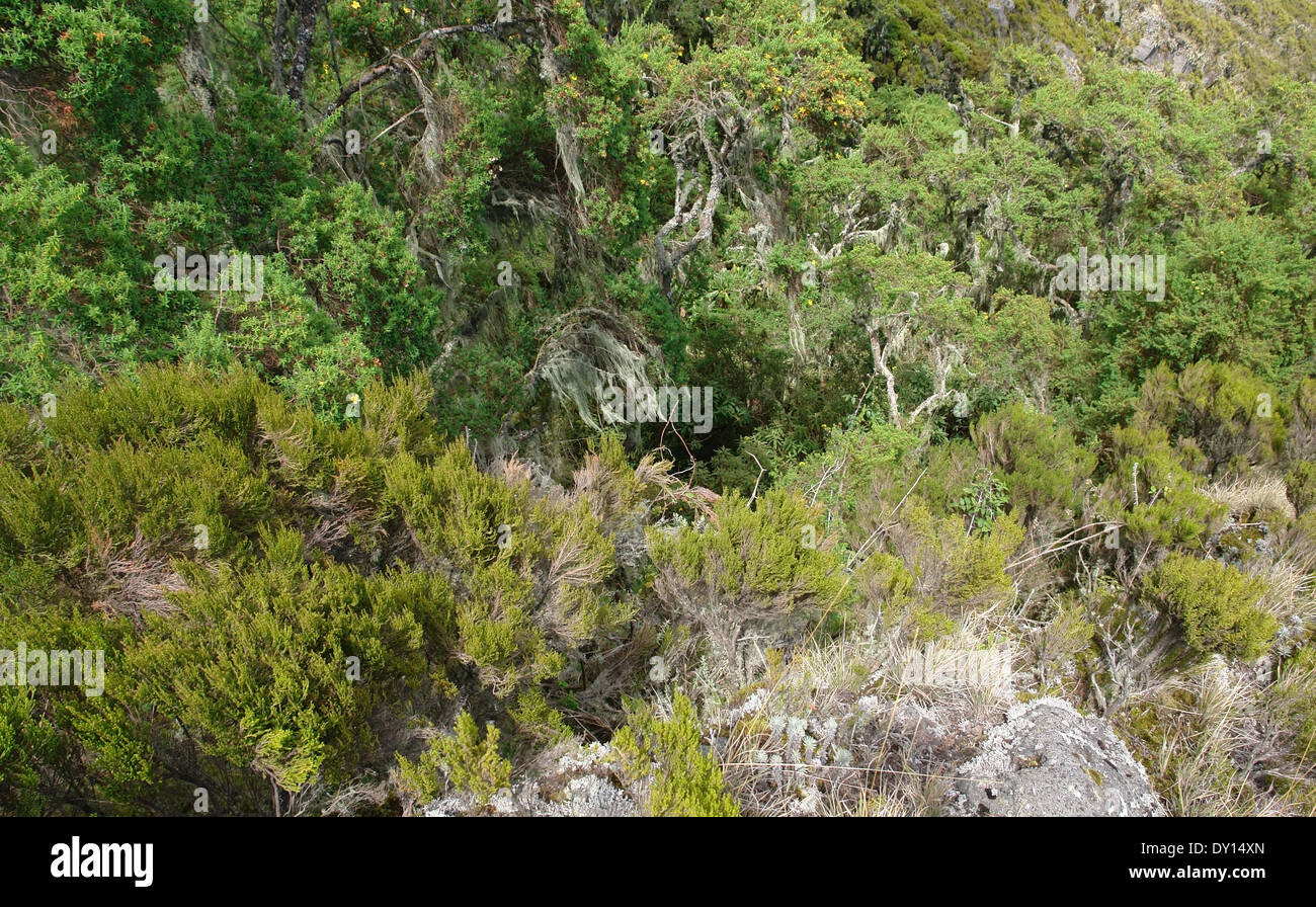 abstract shrubby vegetation around Mount Muhabura in Uganda (Africa) Stock Photo