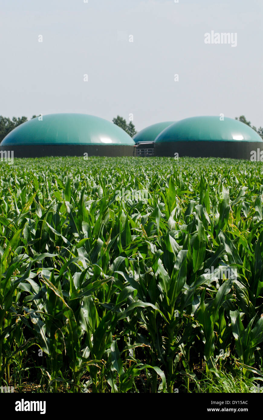 GERMANY agricultural farm Biogas plant and maize field which is used as  substrate for fermentation Stock Photo - Alamy