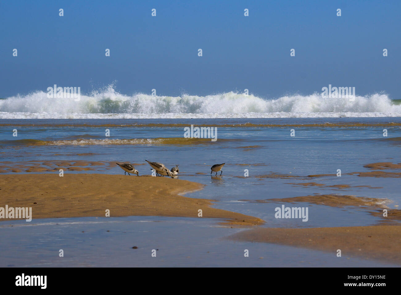 Birds drinking water hires stock photography and images Alamy