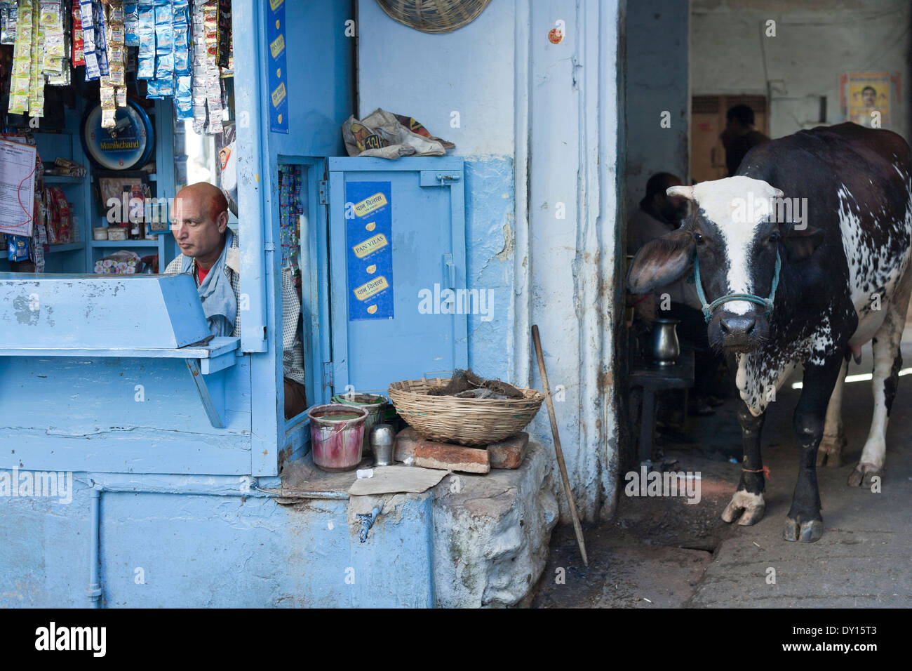 Udaipur, Rajasthan, India.. Corner shop and sacred cow in the street Stock Photo