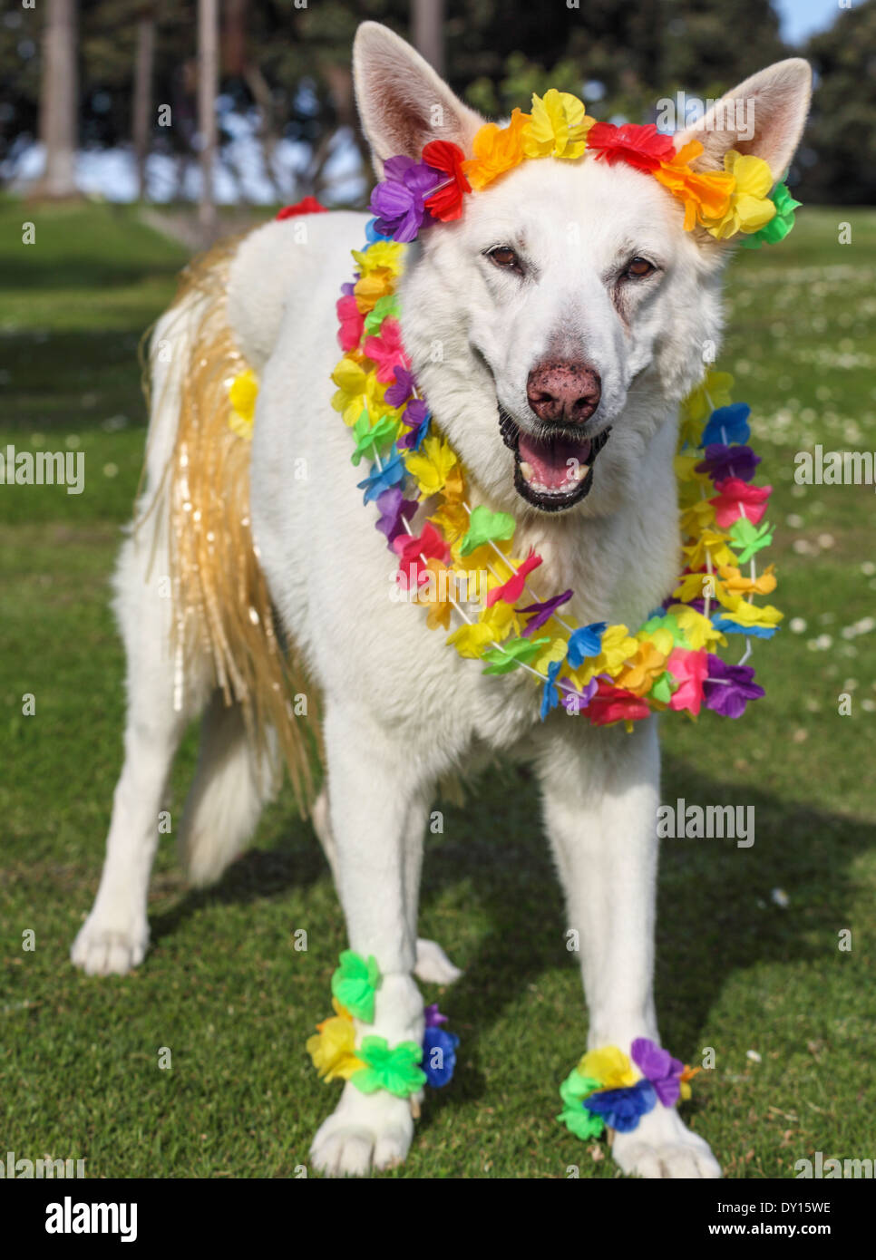 Hawaiian costume hires stock photography and images Alamy