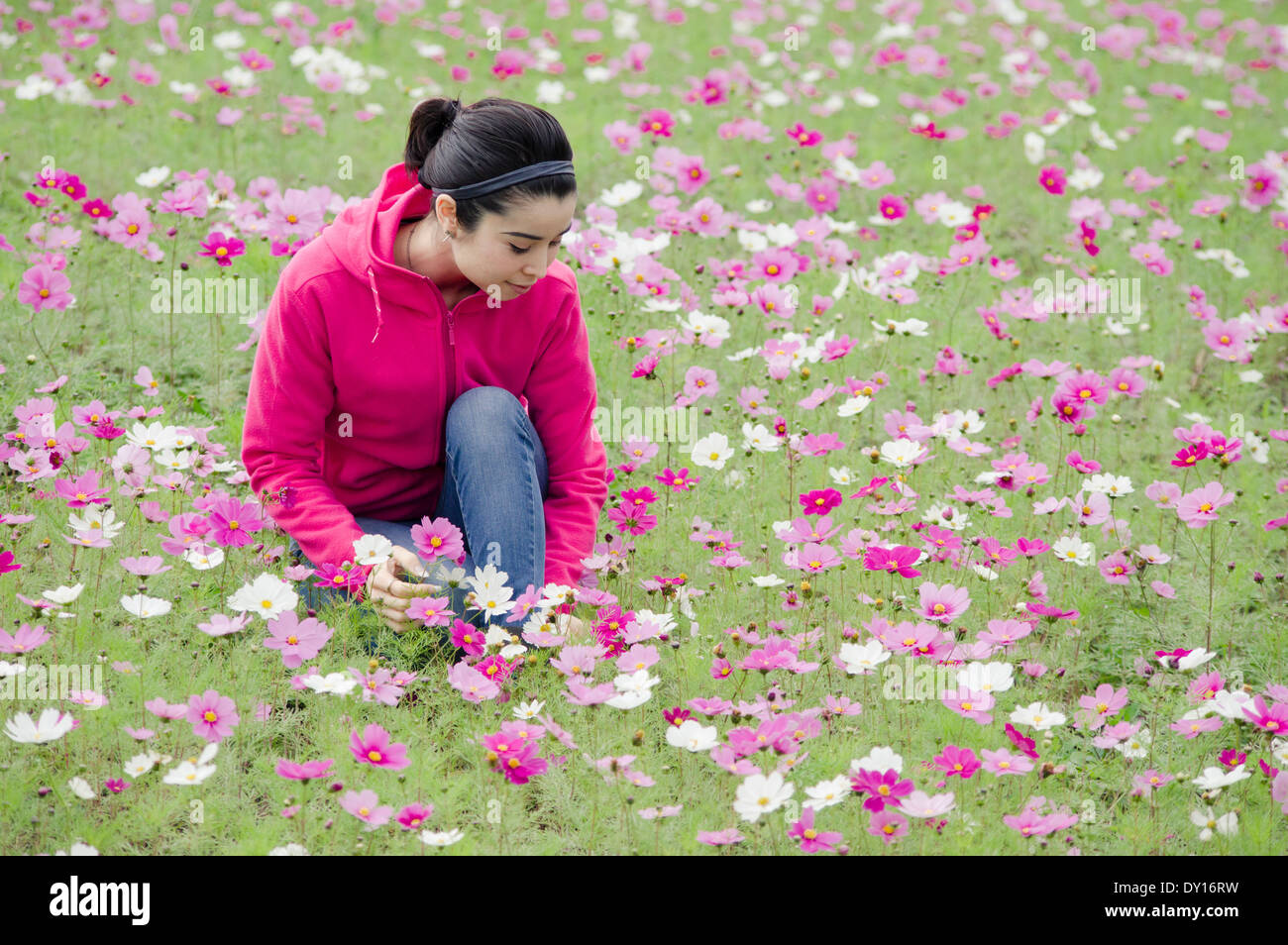 Young woman in field of pink purple cosmos flowers Stock Photo