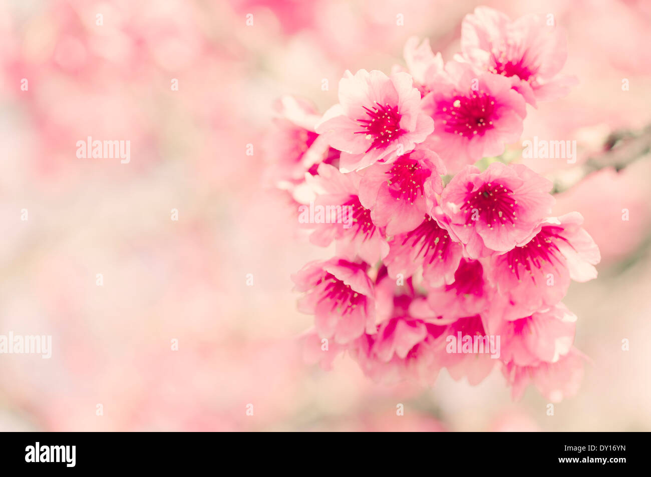 Japanese cherry blossom ( sakura ) in Okinawa, Japan. Stock Photo