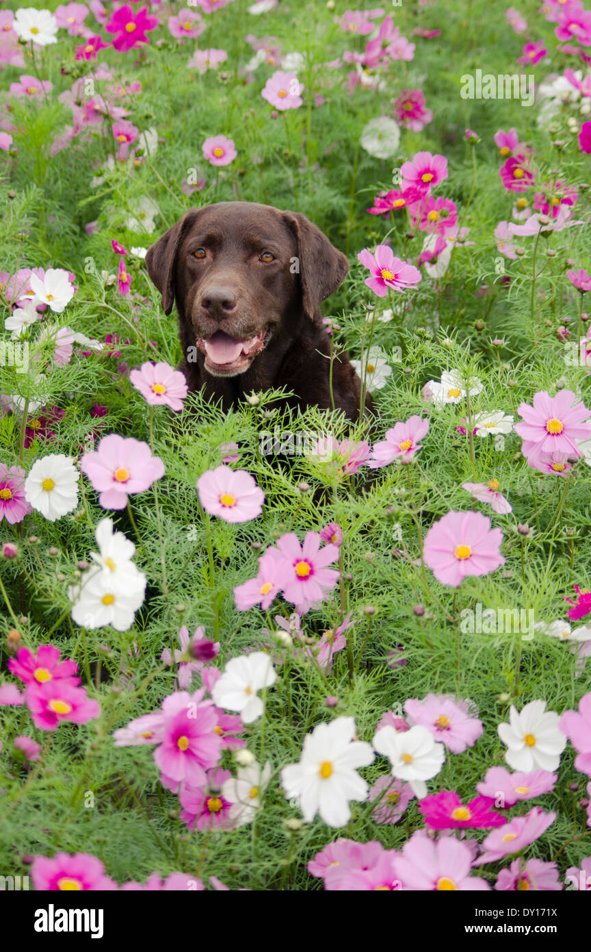 Chocolate Labrador Retriever in a field of cosmos flowers Stock Photo