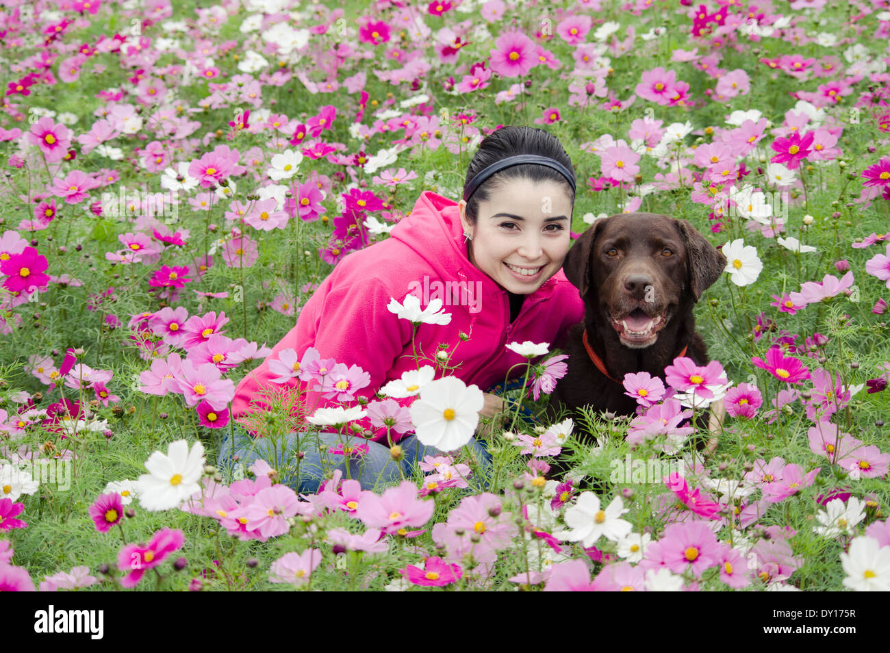 Young woman with chocolate Labrador retriever dog / pet in field of pink purple cosmos flowers Stock Photo