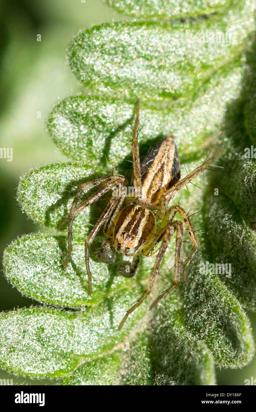 Wolf spider sitting on lavender leaf in Australia Stock Photo