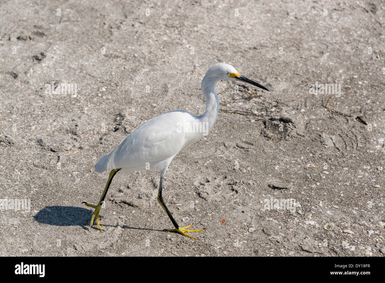 Great Egret On Prowl >> Yellow Footed Snowy Egret On The Prowl Stock Photo 68255483 Alamy Great Egret On Prowl >> Yellow Footed Snowy Egret On The Prowl Stock Photo 68255483 Alamy