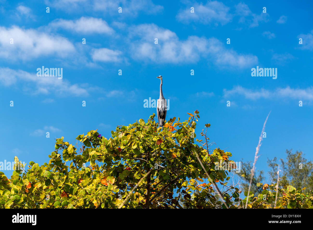 Great Blue Lookout Stock Photo - Alamy