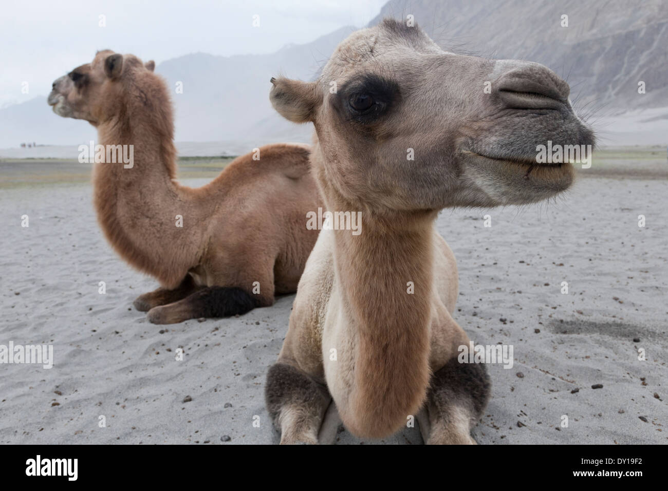 Ladakh, India. Bactrian camels used for tourist rides, Nubra Valley sand dunes, near Hunder Town Stock Photo