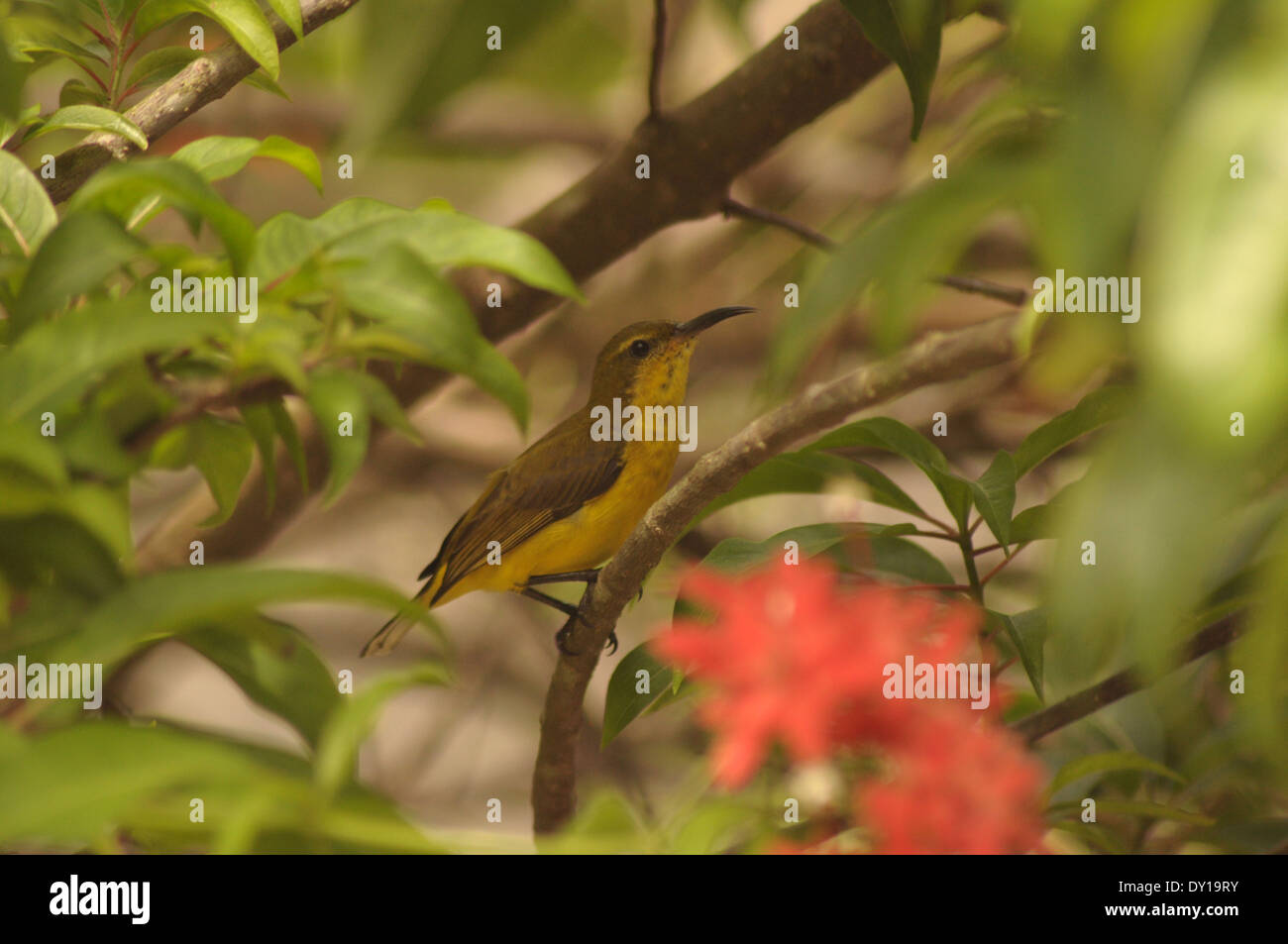 bird perch on a tree,sparrow Stock Photo Alamy