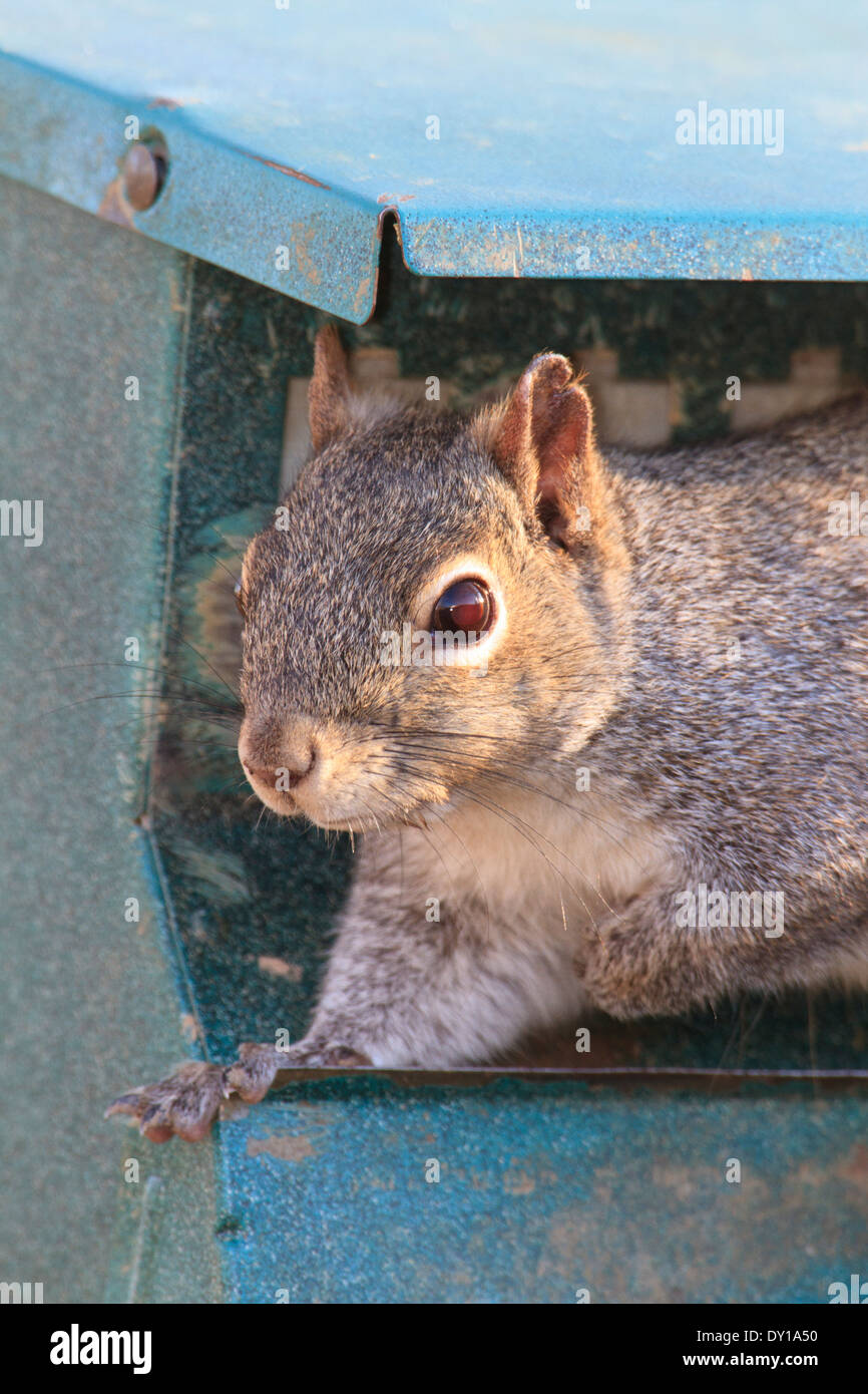 Eastern gray squirrel (Sciurus carolinensis) raiding a bird feeder for seeds. Stock Photo