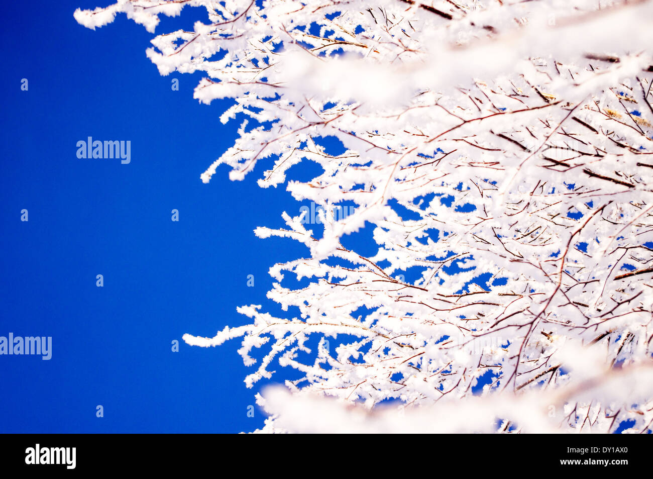 Branches of a tree in frost and snow. Blue sky background Stock Photo ...