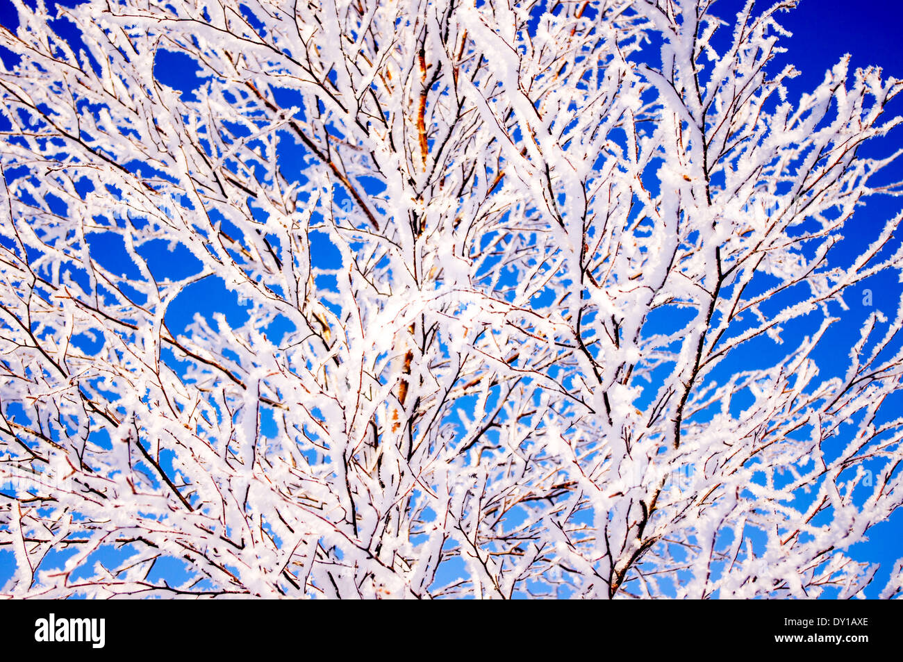 Branches of a tree in frost and snow. Blue sky background Stock Photo ...
