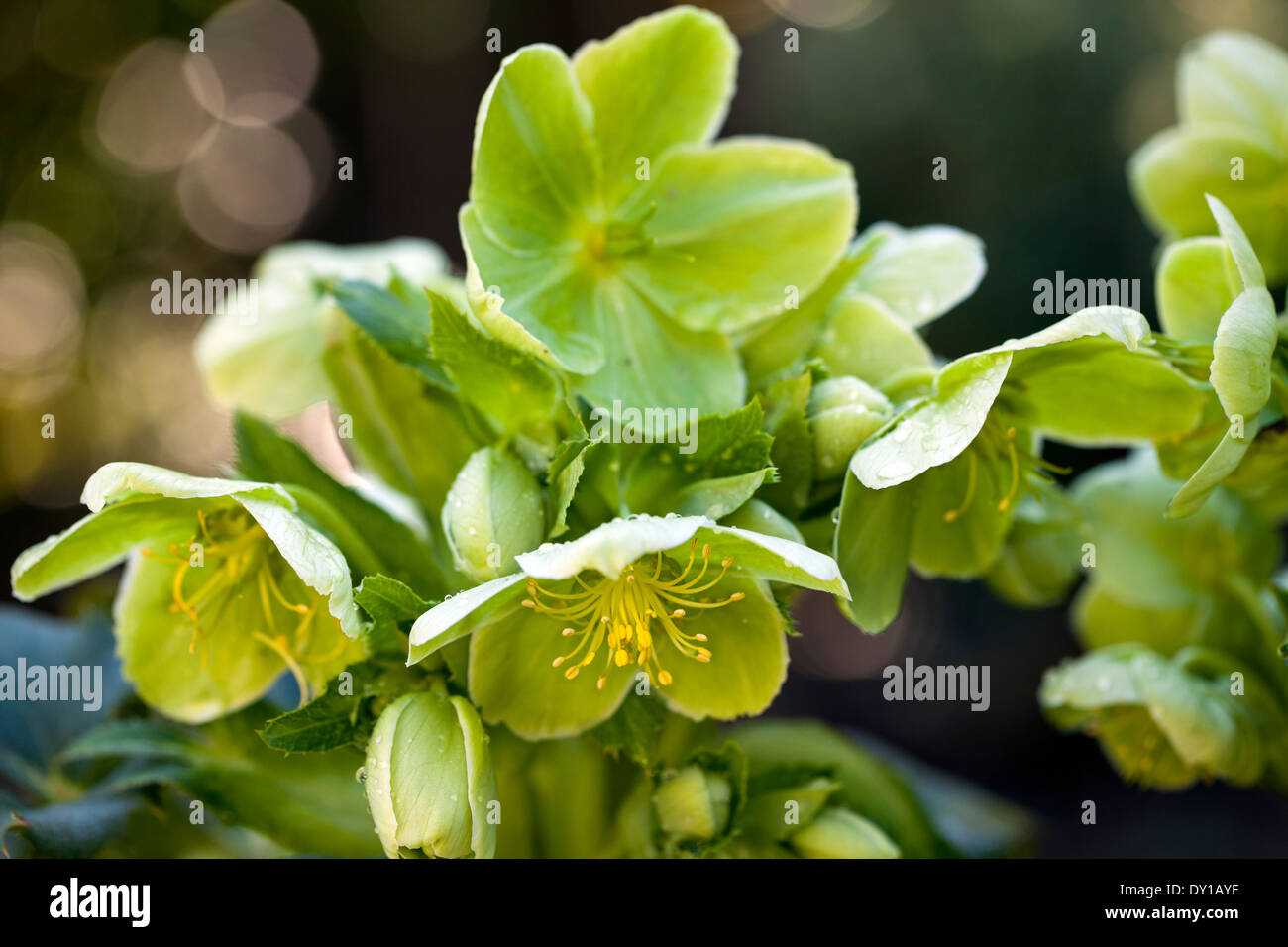 Helleborus argutifolius, green bowl-shaped flowers, Novato, California, USA Stock Photo