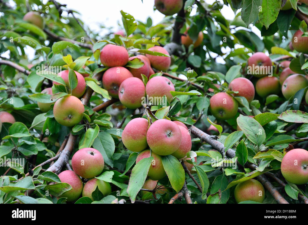 Apple branch with ripen fruits Stock Photo Alamy