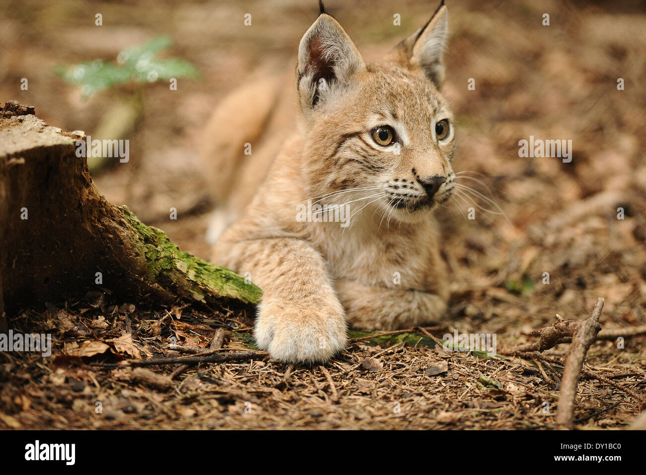 Der Luchs,The Lynx, Stock Photo