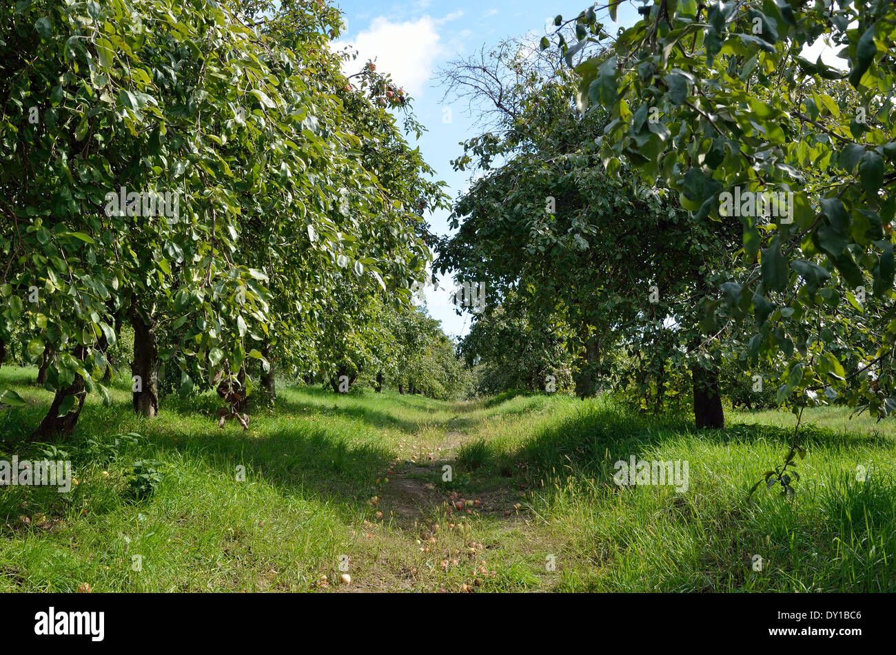 Lush apple orchard rows hi-res stock photography and images - Alamy