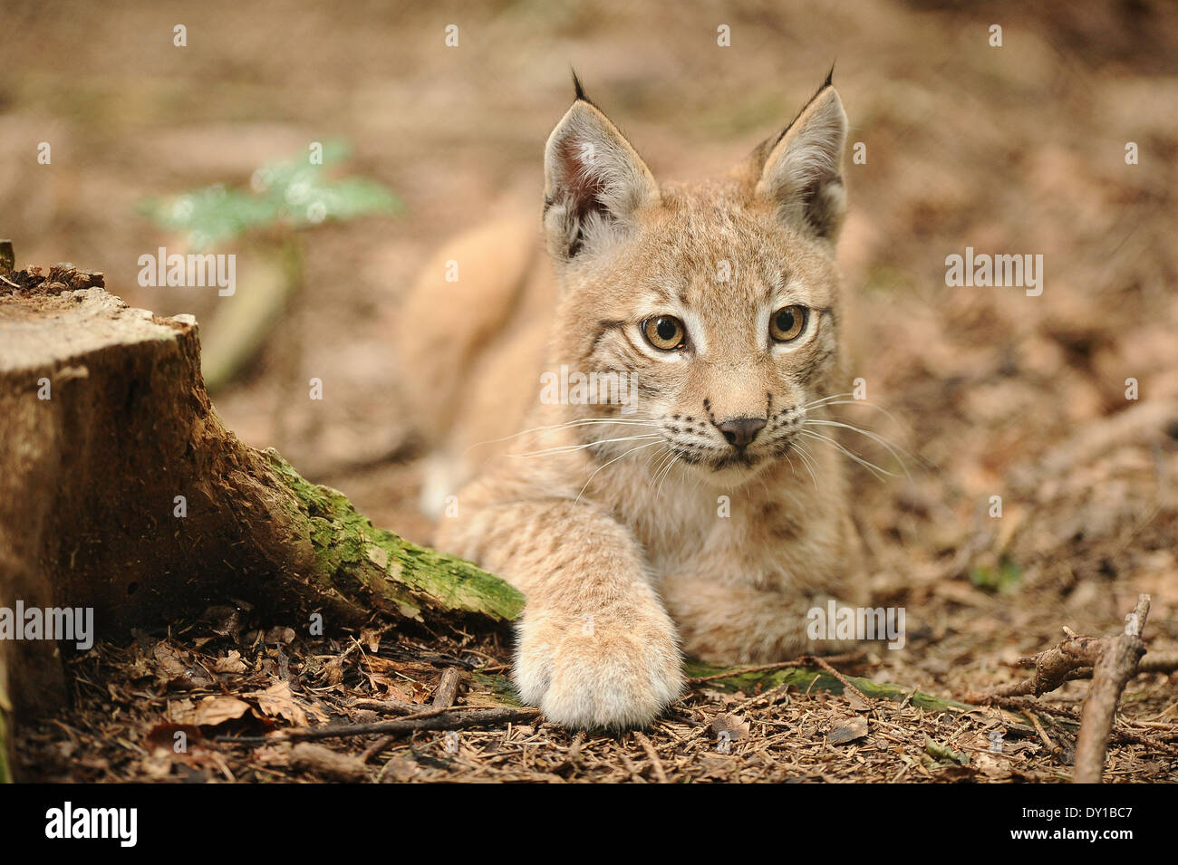 Der Luchs,The Lynx, Stock Photo