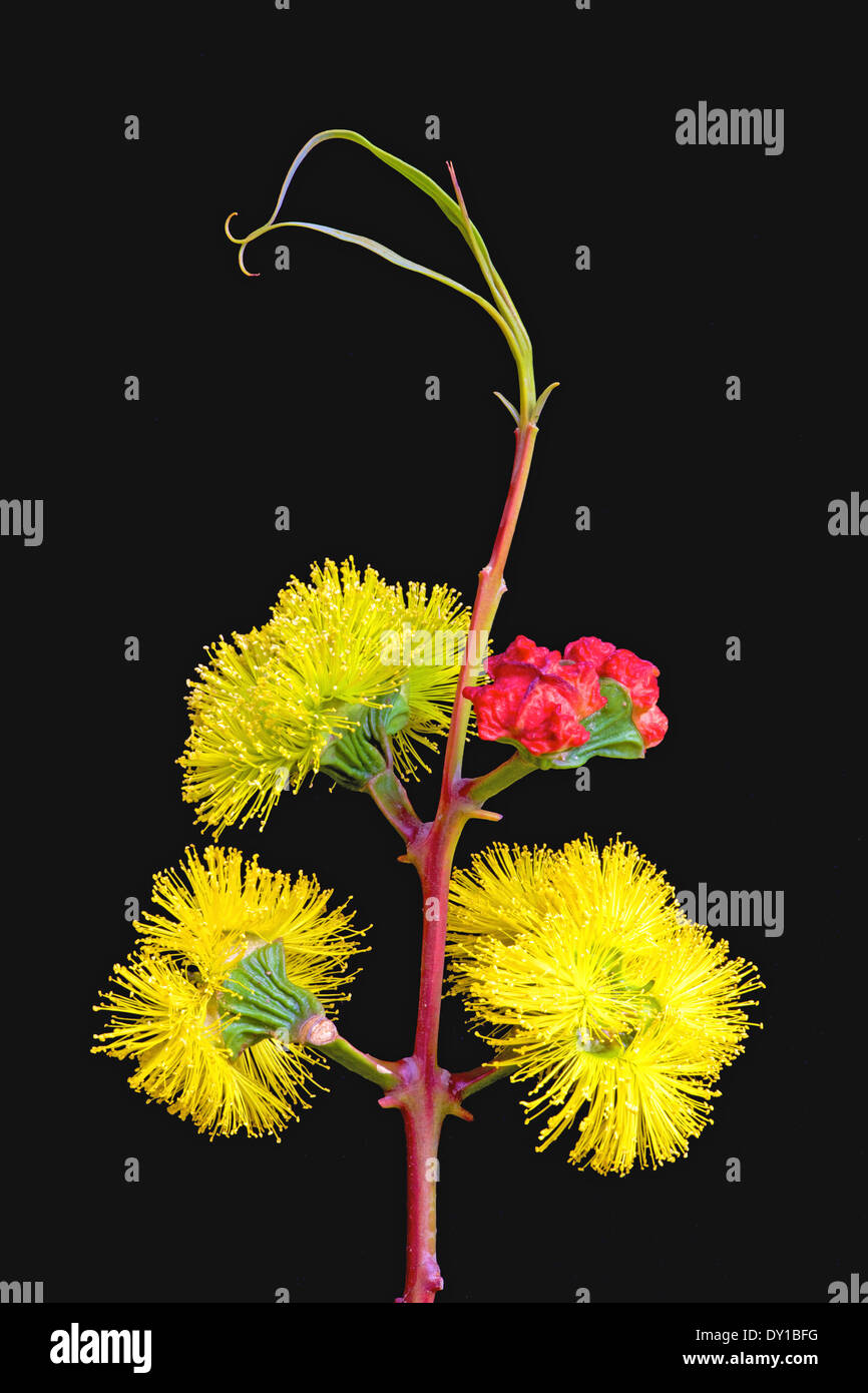 The yellow flower and scarlet buds of the Australian Illyarie or Red-Capped Gum Tree, Eucalyptus erythrocorys. Stock Photo