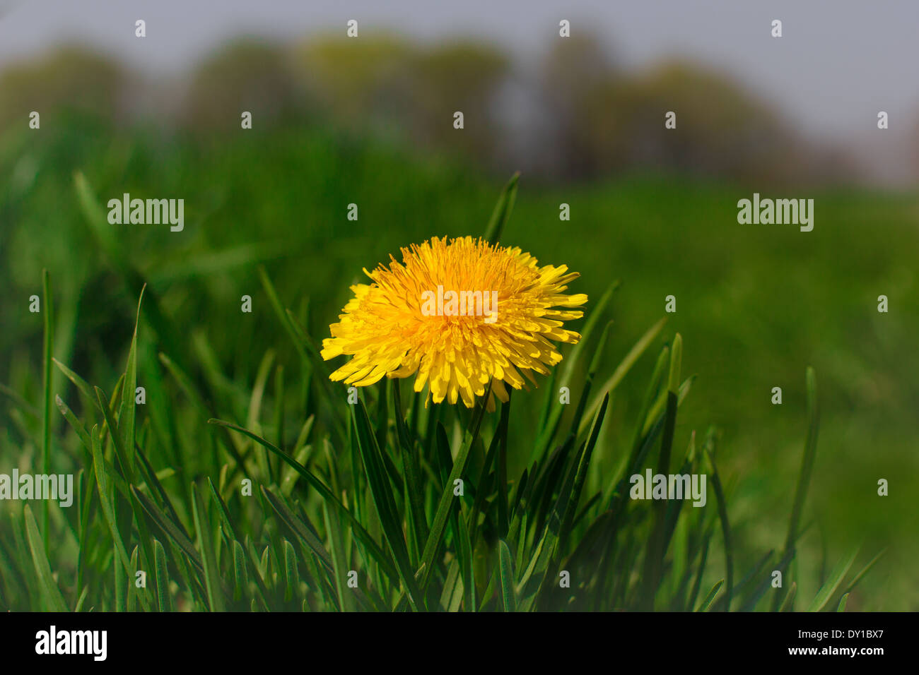 Green background with a beautiful yellow dandelion in front. Stock Photo