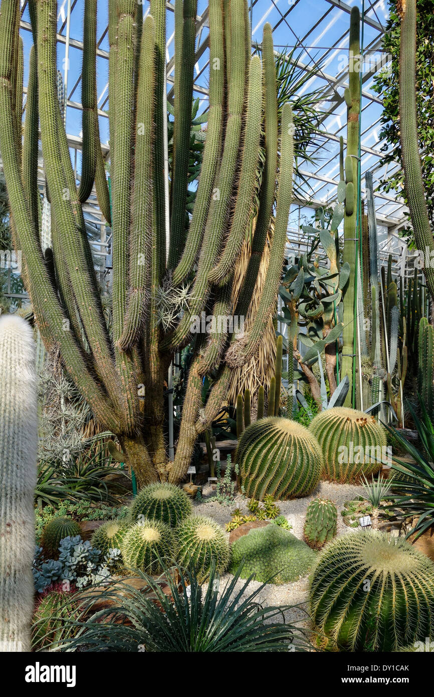 Cacti House, Botanical Garden Munich, Bavaria, Germany, Europe Stock Photo  - Alamy