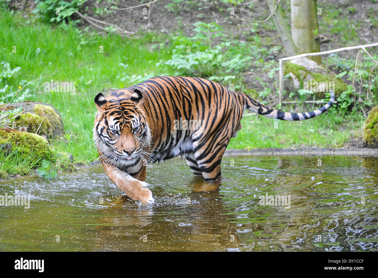 The Sumatran tiger , Sumatra-Tiger, Stock Photo