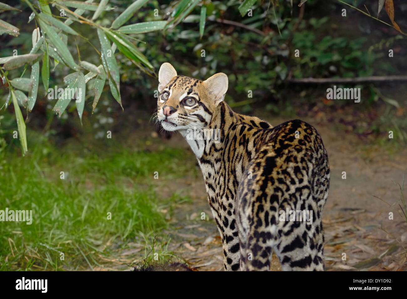 Ocelot (Leopardus pardalis) in tropical rain forest Stock Photo