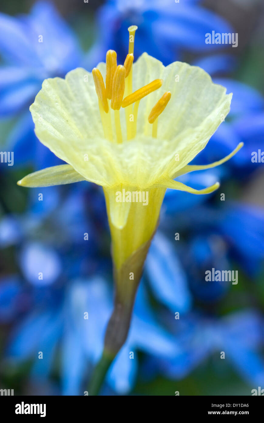 Narcissus romieuxii, Daffodil. Bulb, March. Single Yellow flower. Stock Photo