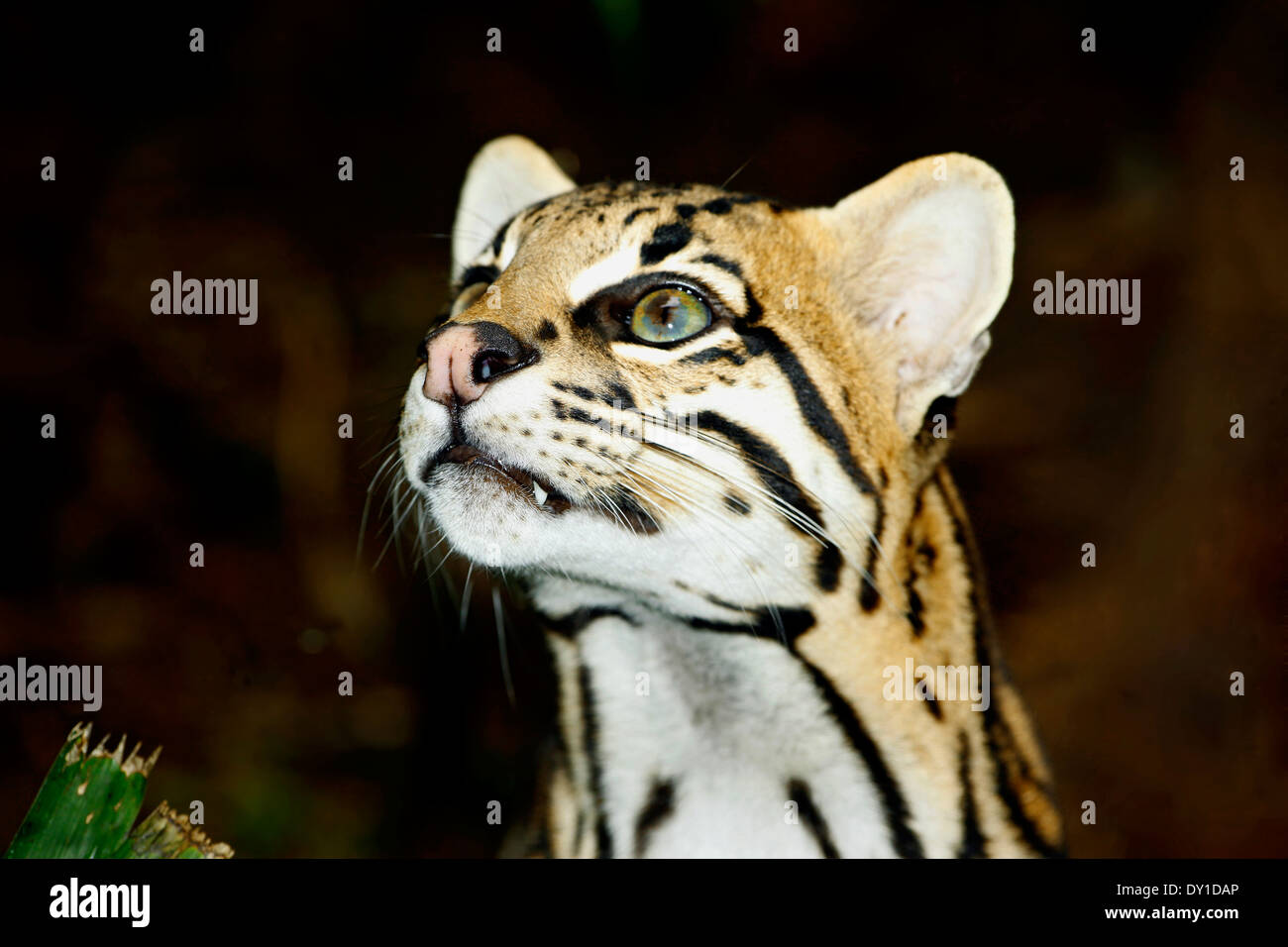 Ocelot (Leopardus pardalis) Closeup Stock Photo