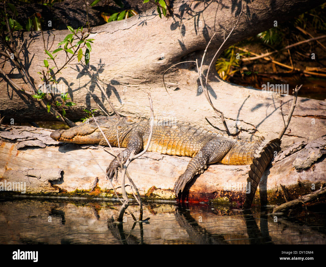 Mugger crocodile (Crocodylus palustris) in Bardia National Park, Nepal Stock Photo