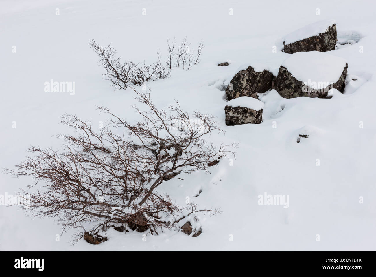 Snowy Rocks And Bushes Stock Photo Alamy Snowy Rocks And Bushes Stock Photo Alamy
