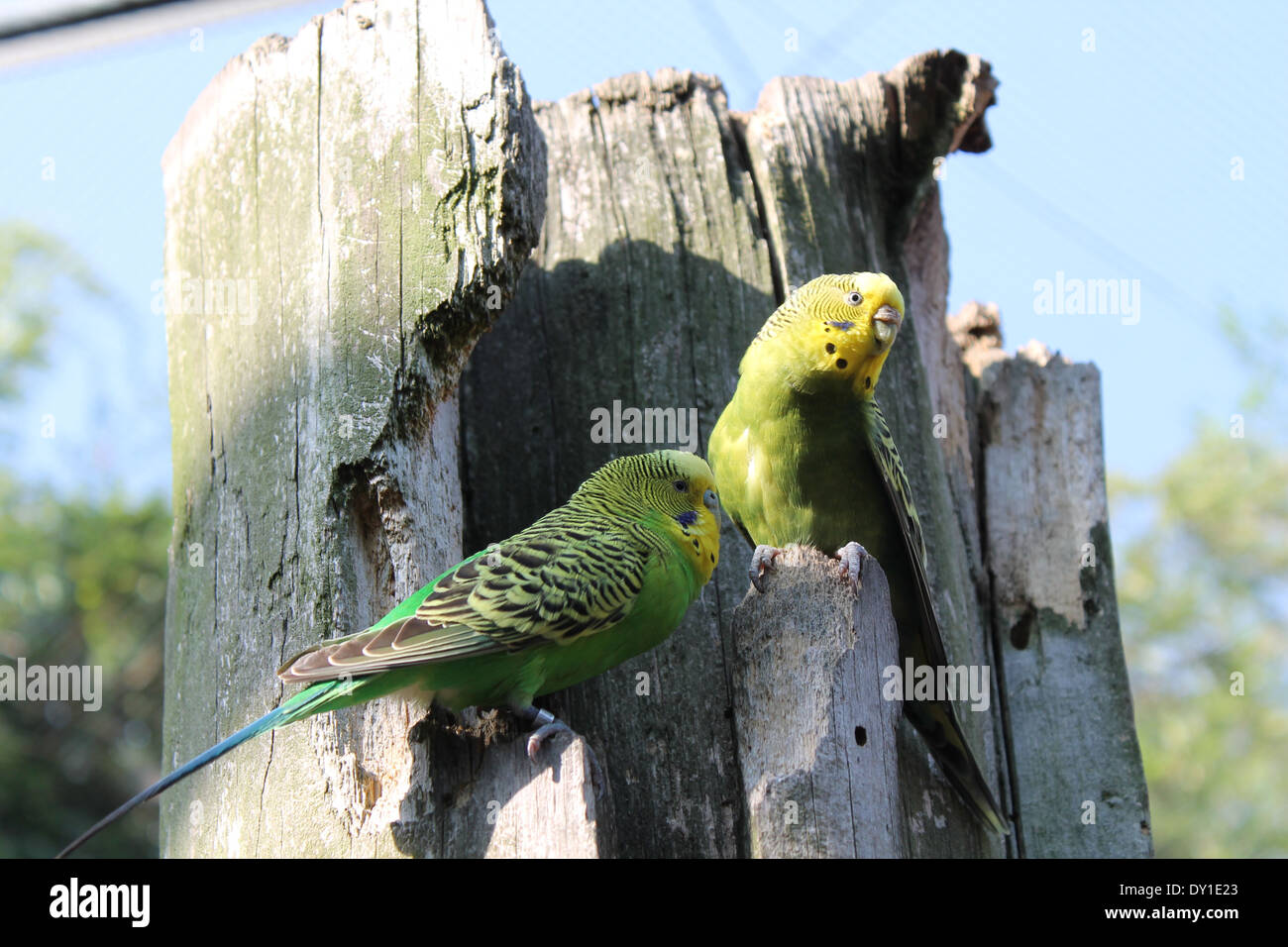 canary birds Stock Photo - Alamy