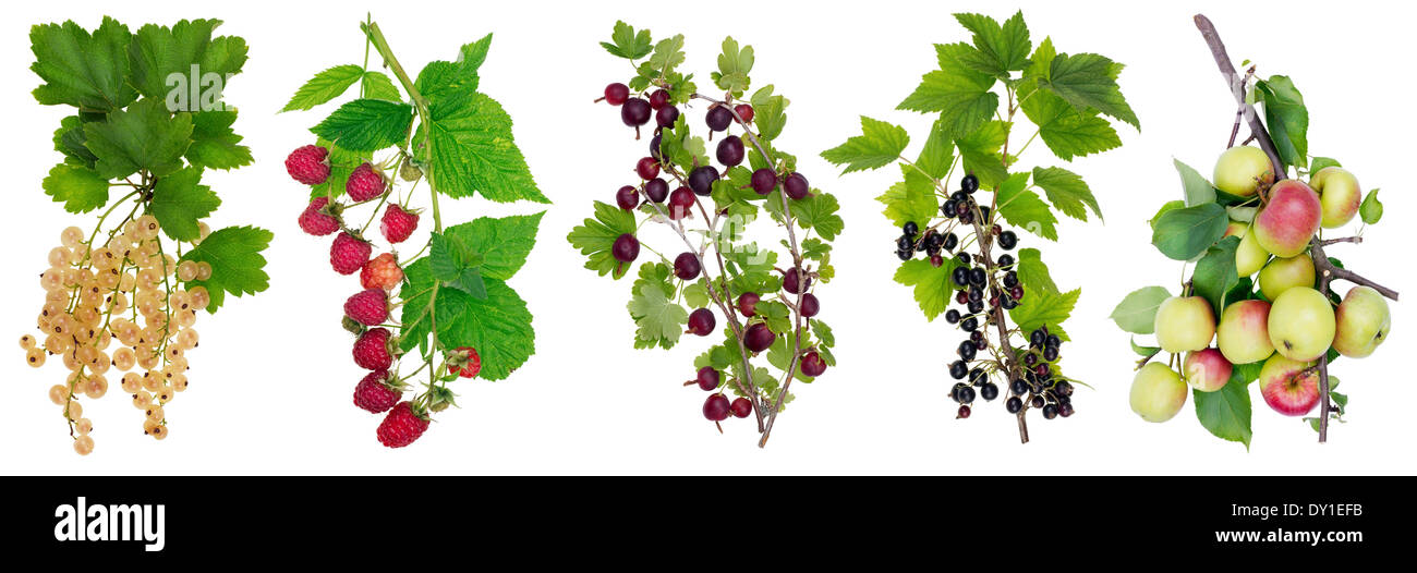 Horizontal panel collage with isolated branches with ripe simple european berries. All full size images you can find in my portf Stock Photo