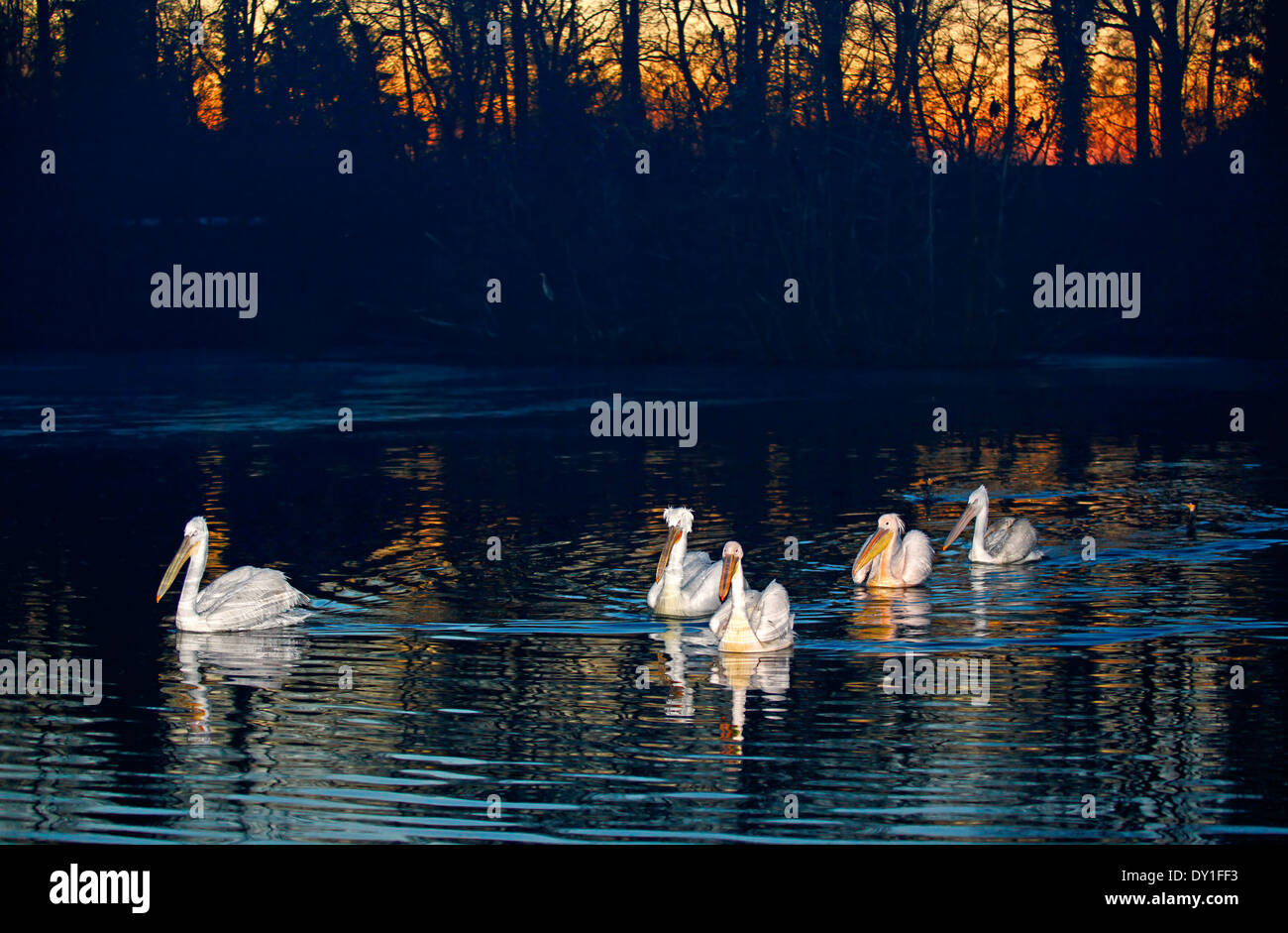 Dalmatian and White pelicans on lake at sunset Stock Photo