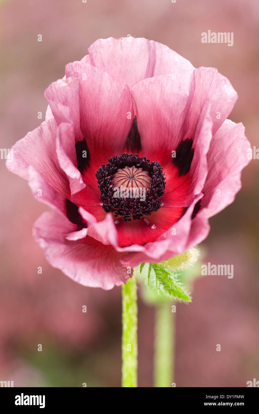 Papaver orientale 'Pattys Plum', Oriental Poppy. Perennial, May, summer. Dusky pink bloom. Stock Photo