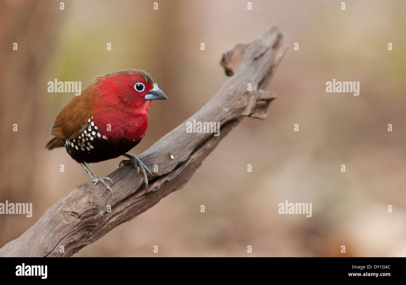 Red throated twinspot hi-res stock photography and images - Alamy