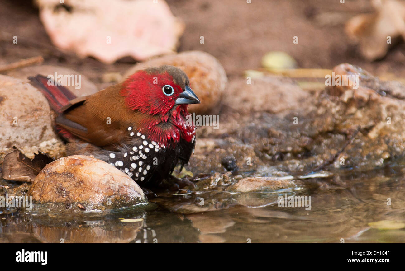 A Red-throated Twinspot (Hypargos niveoguttatus) at Catapu, Sofala ...