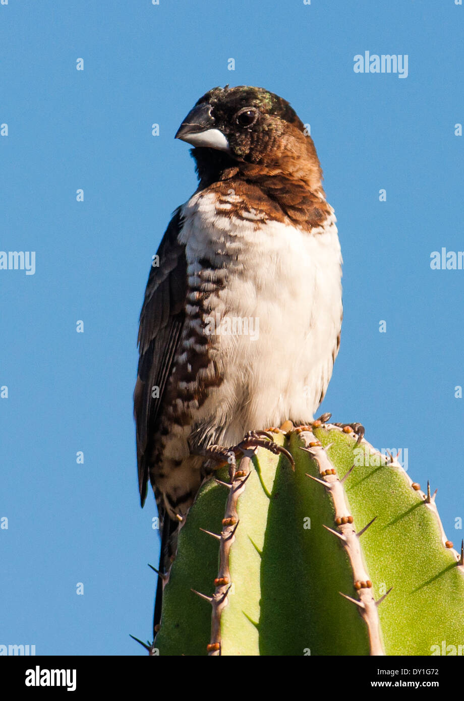 A Bronze Mannikin (Spermestes cucullata) at the Durban Botanical Gardens, KwaZulu-Natal, South Africa Stock Photo