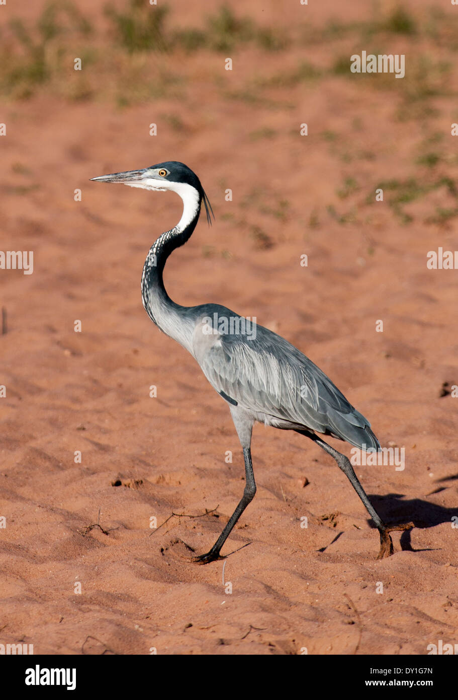 A Black-headed Heron (Ardea melanocephala) at Shongweni Nature Reserve, KwaZulu-Natal, South Africa Stock Photo