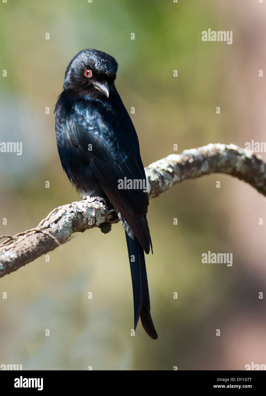 A Fork-tailed Drongo (Dicrurus adsimilis) at Shongweni Nature Reserve, KwaZulu-Natal, South Africa Stock Photo