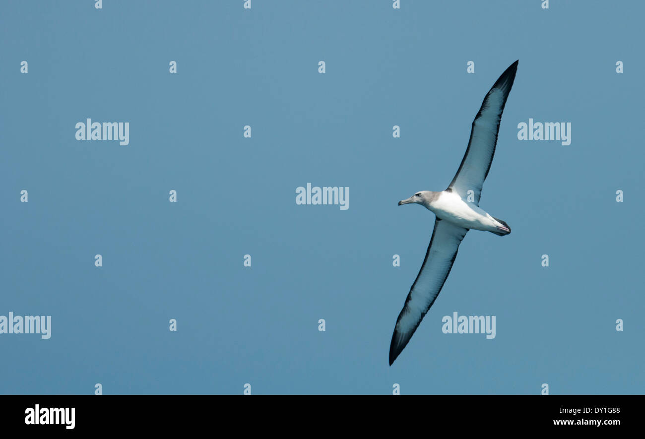 A Shy Albatross (Thalassarche cauta) off Durban, South Africa Stock Photo