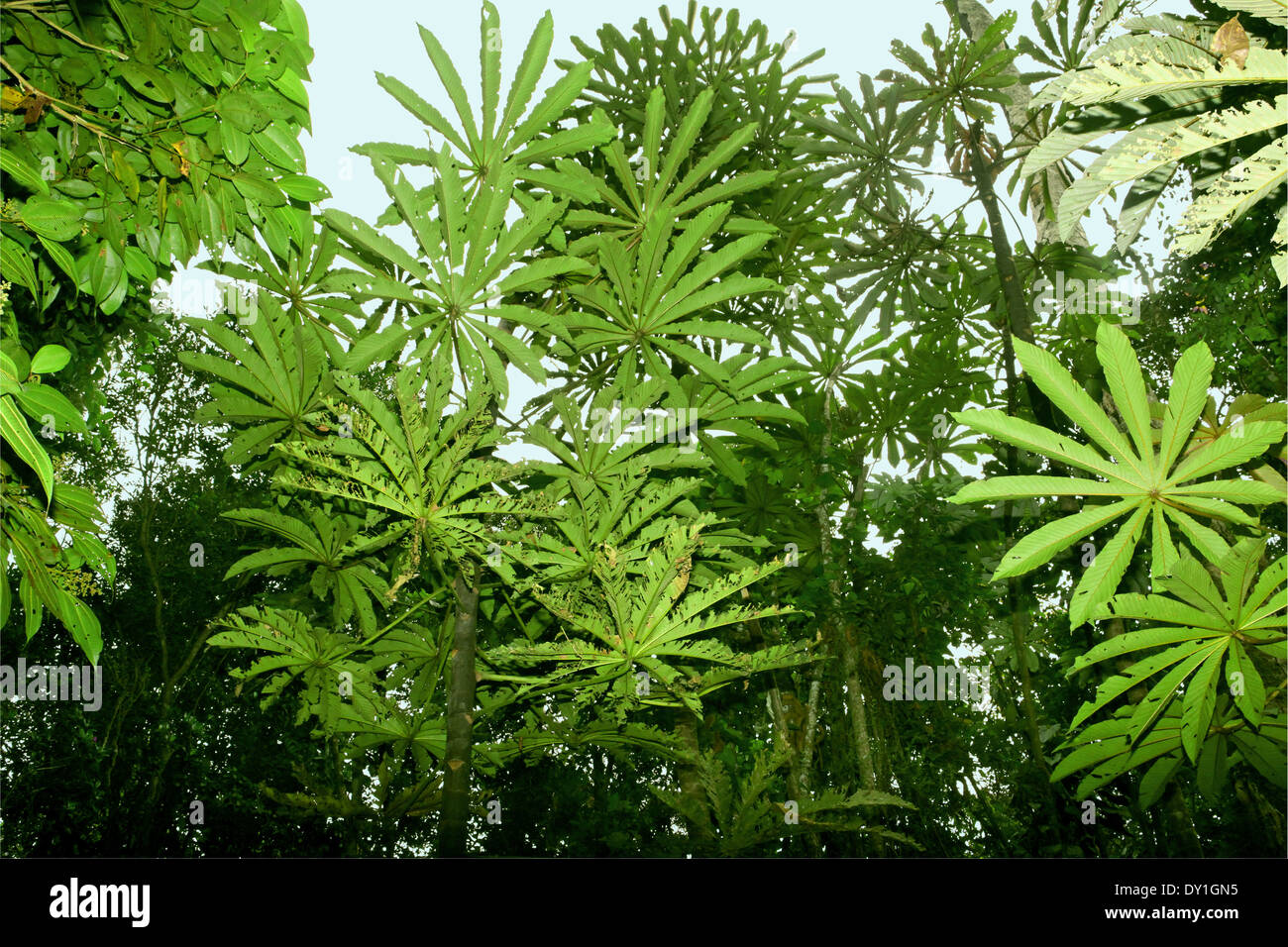 Cecropia tree in tropical rain forest-Venezuela Stock Photo