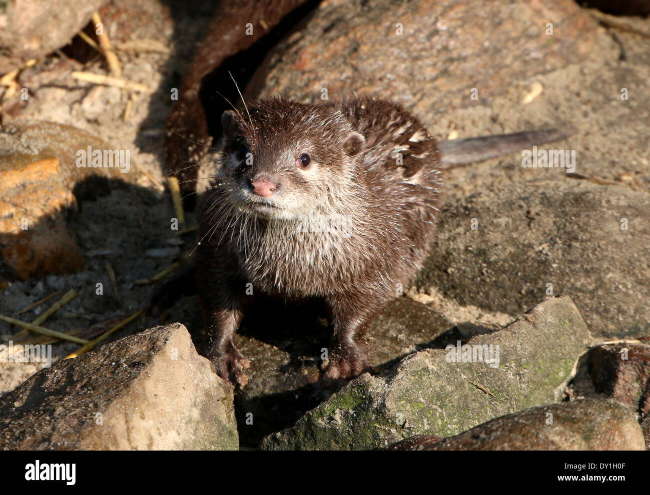 Oriental or Asian small-clawed otter  (Aonyx cinereus) in a zoo setting Stock Photo